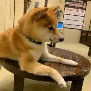 ◎たんぐに◎の画像