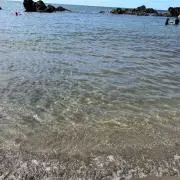 おもちの画像
