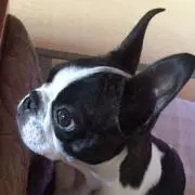 さかまつげの画像