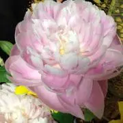 はな