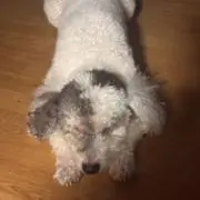 アンちゃんの画像