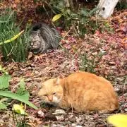 コヨミ