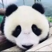 こぱんだの画像