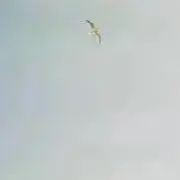 夜間飛行の画像