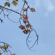 まっさー