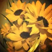 girasol