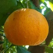 RINの画像