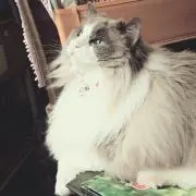 かわもりやまさ