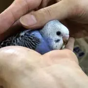 ⭐︎ポッポ⭐︎の画像