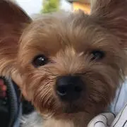mimi