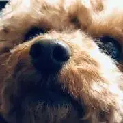 ナオの画像
