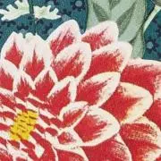 midoriの画像