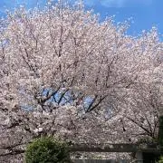 さくらりん