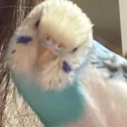 セキセイインコの画像