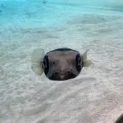 ももの画像