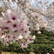 kuru