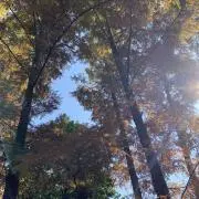 みゆゆ　複数購入でお値引きしますの画像
