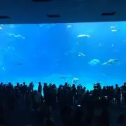 モリスケの画像