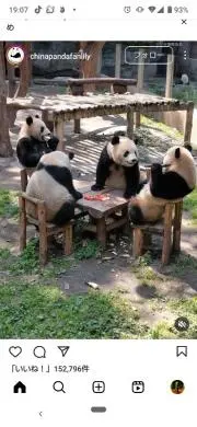 会議中のパンダ