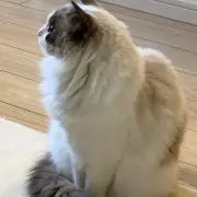 チェルちゃんの画像