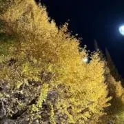 銀杏の画像