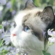 miaの画像