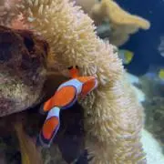 いるか【プロフ確認！】の画像
