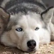 りゅーきの画像
