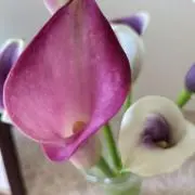 アラジン