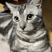 にゃんこ