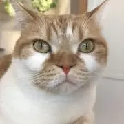 ヌコの画像