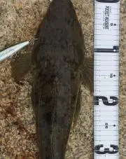 釣り吉