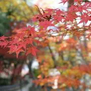 ＭＡＴの画像