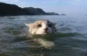 ぽけぽけ