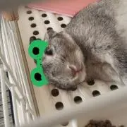 チロちゃんの画像