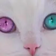 いよかんの画像
