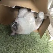 sioの画像