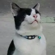 にゃむ