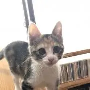 にゃんたろうの画像