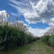 はるか
