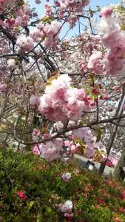 タテノ農園❀の画像