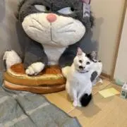 鮎子の画像