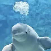 しろたんの画像