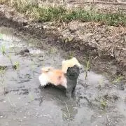 おーの画像