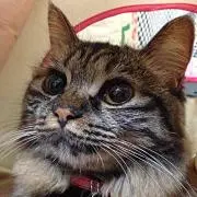 まきちゃんぐ
