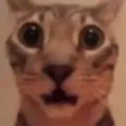 いたちの画像