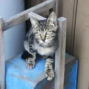 Aki