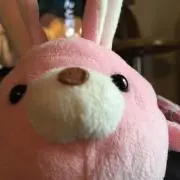モモの画像