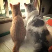 milkの画像