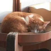 キムキム(猫好きです(≡・x・≡))